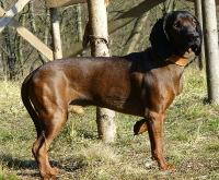 farbiarBavorsky